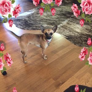 Meet your Posher, Polly